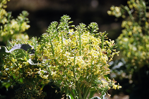 Herbs in Raised Beds