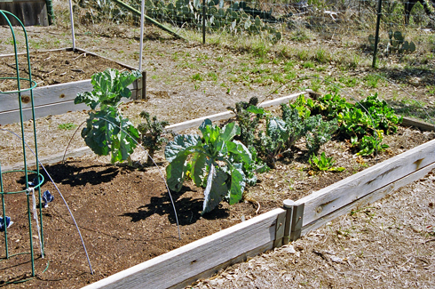 Herbs in Raised Beds