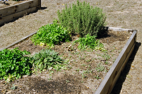 Herbs in Raised Beds