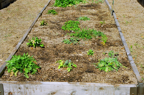 Herbs in Raised Beds