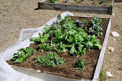 Herbs in Raised Beds