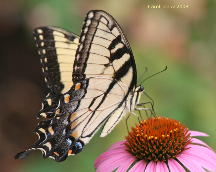 Western Tiger Swallowtail Side View