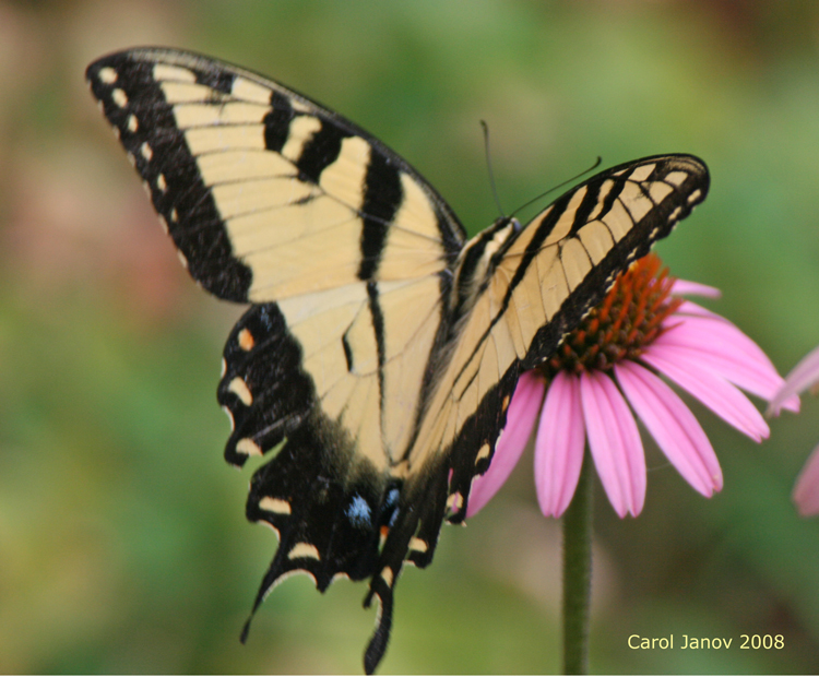 Western Tiger Swallowtail on Coneflower