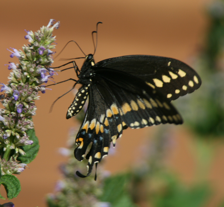 Black Swallowtail