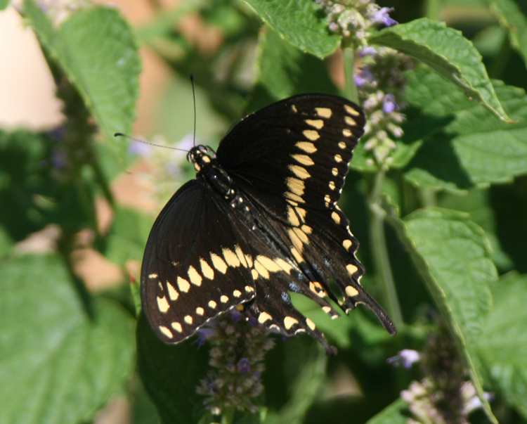 Black Swallowtail