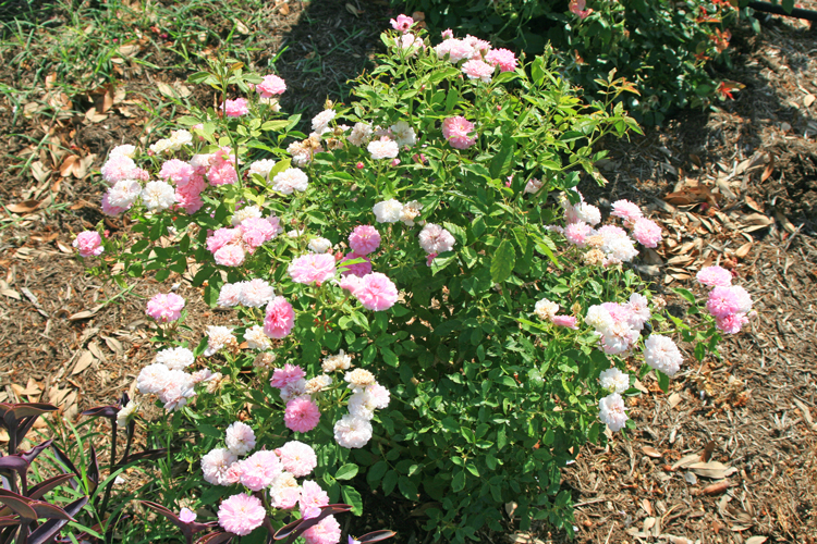 Caldwell Pink Rose