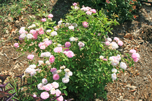 Caldwell Pink Rose