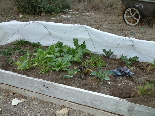 Greens Bed Photo