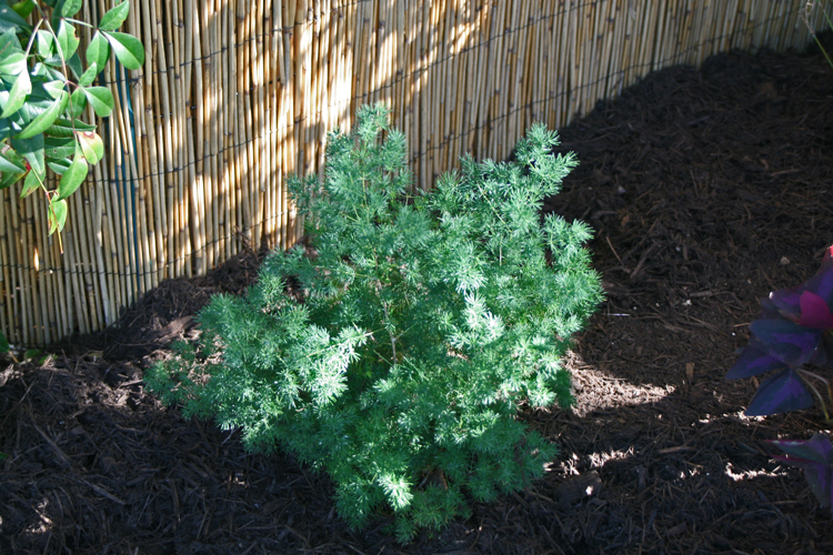 Ming Fern