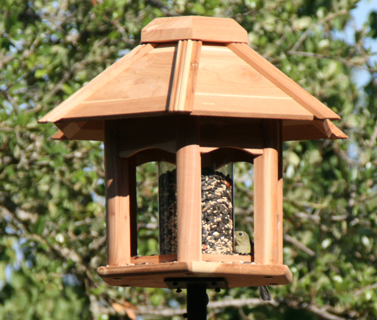 Bird on Feeder