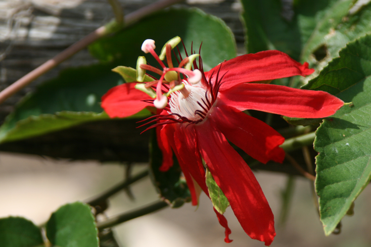 Scarlet Passion Flower