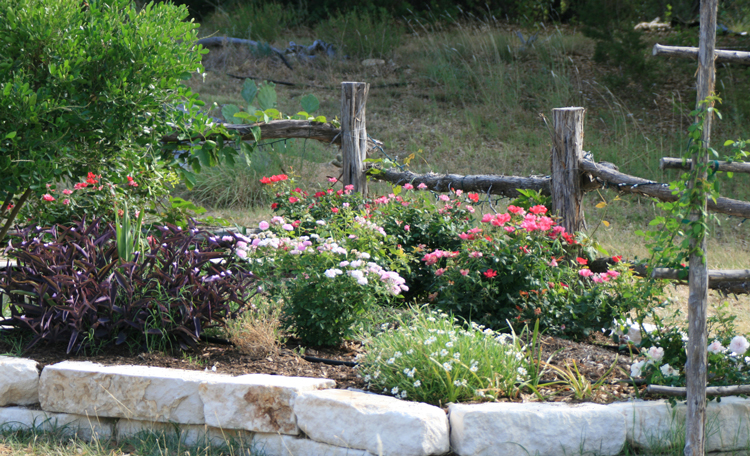 Roses at Arbor
