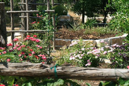 Roses at Arbor