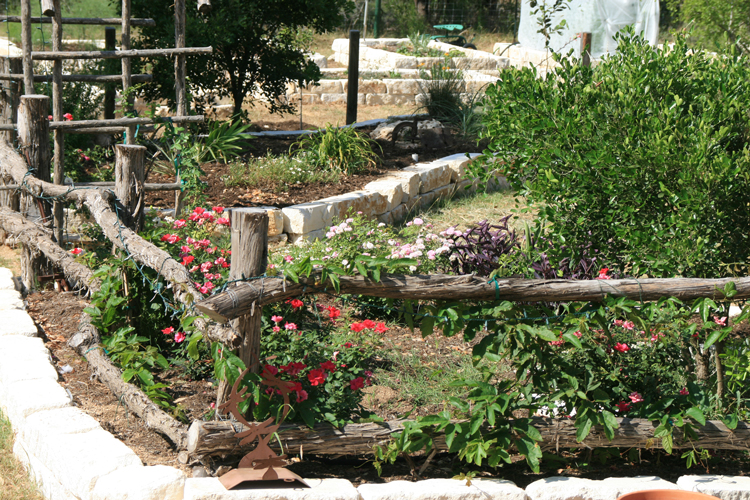 Roses at Arbor