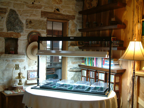 Seed Starting Setup Photo